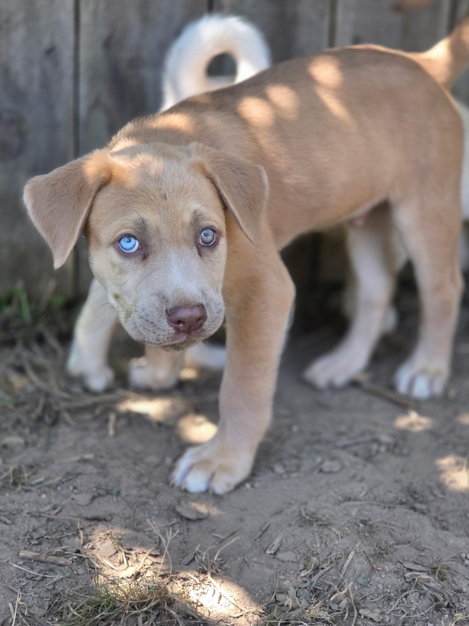 Joey, adopted, Puppy Male Labrador Retriever & American Bully.