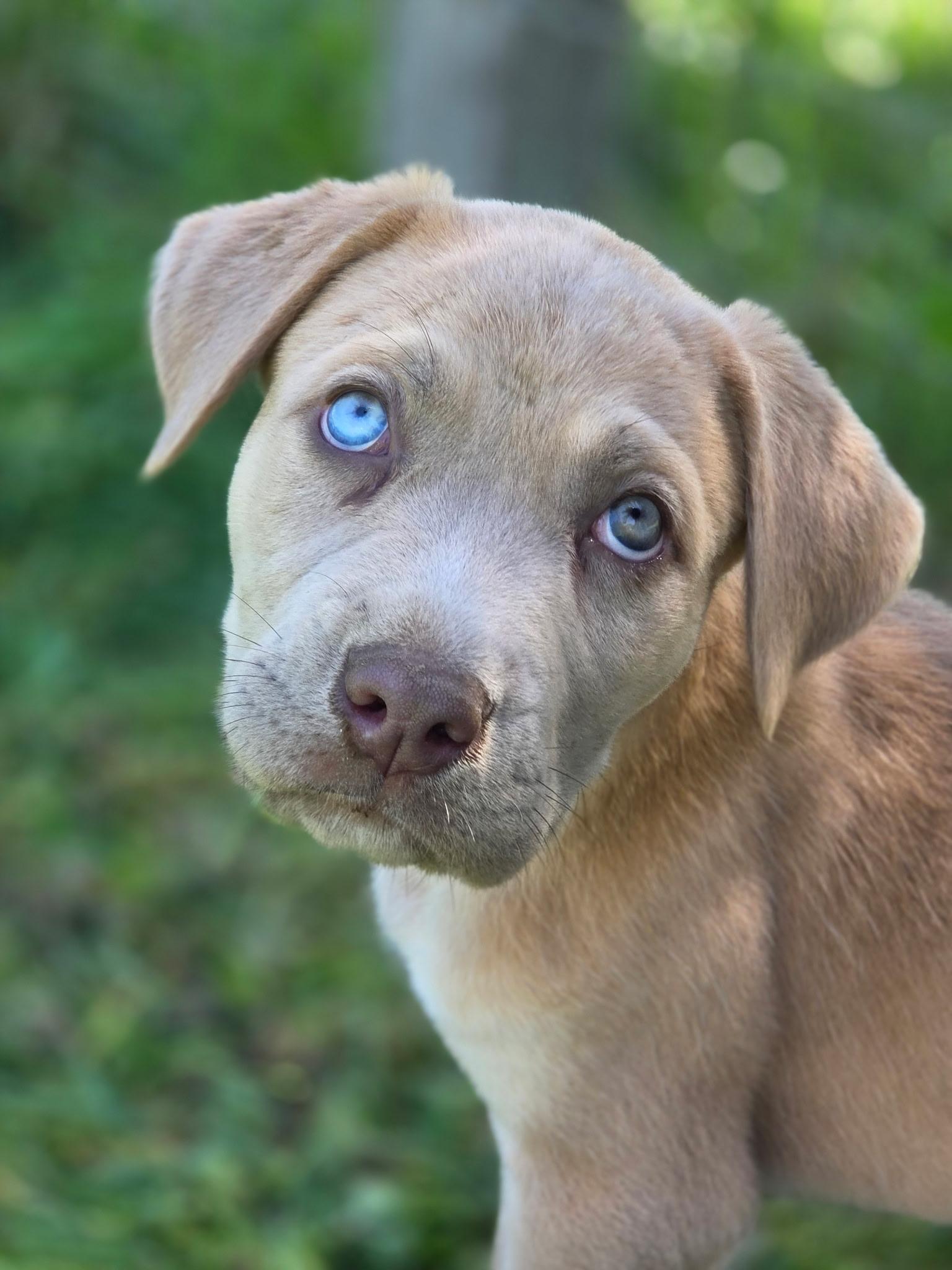 Joey, an adopted mixed breed in Port Angeles, WA image 2/3