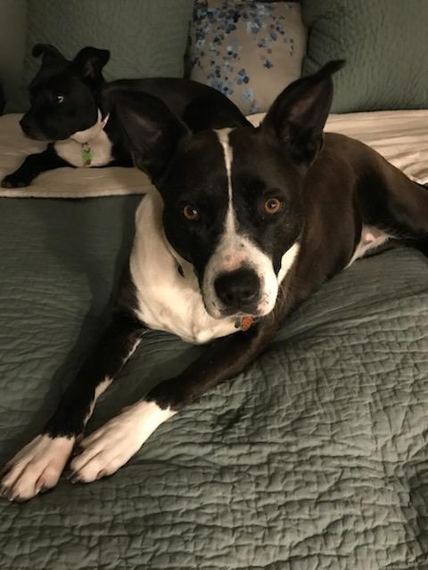 Frenchie, a Adoptable mixed breed in Stamford, CT image 4/6