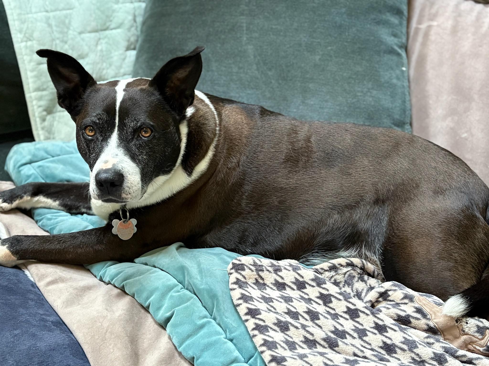 Frenchie, a Adoptable mixed breed in Stamford, CT image 3/6