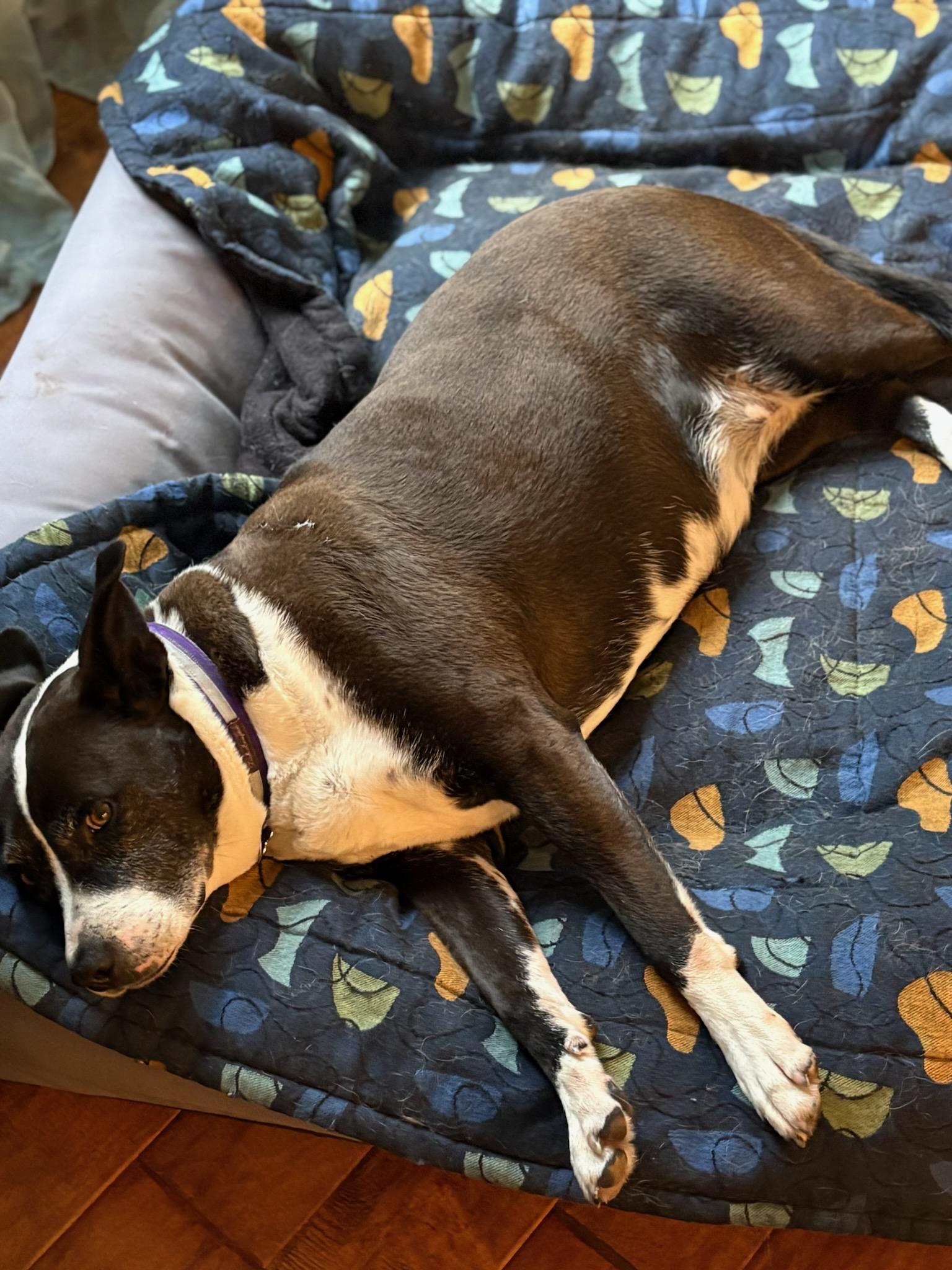 Frenchie, a Adoptable mixed breed in Stamford, CT image 2/6