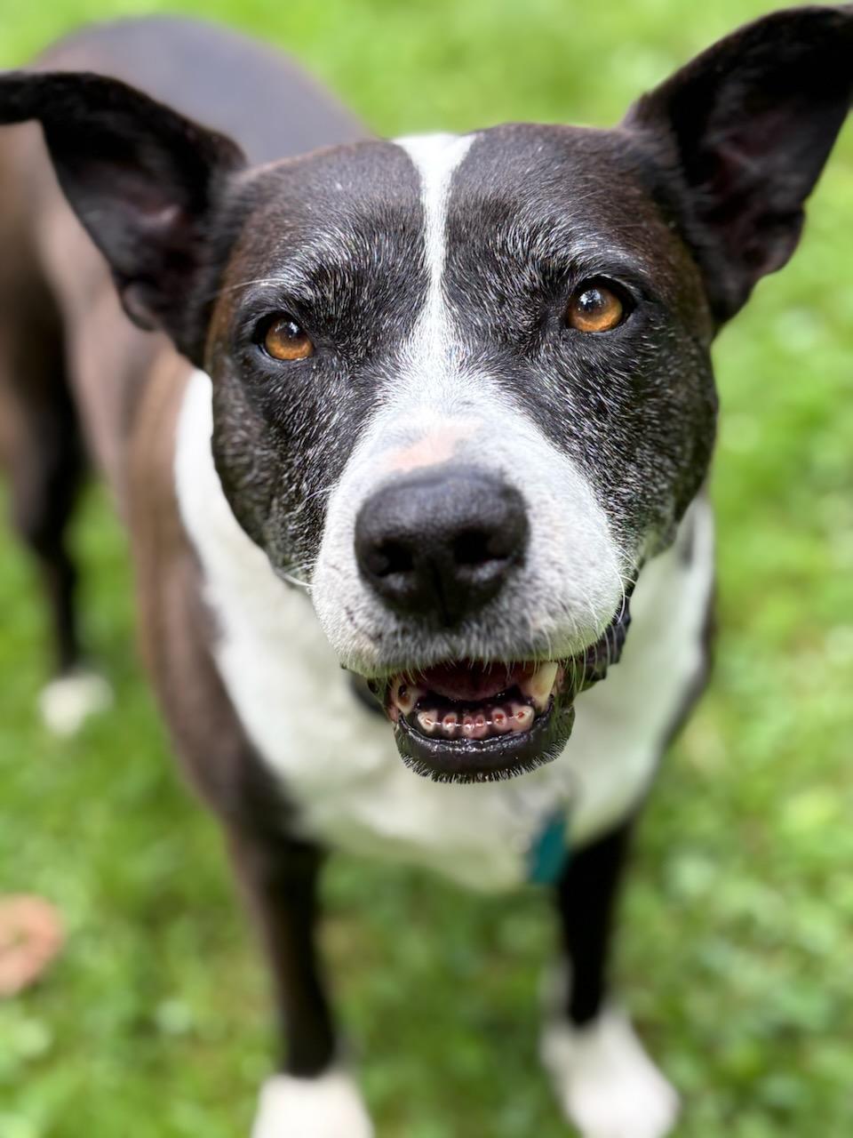 Frenchie, a Adoptable mixed breed in Stamford, CT image 1/6