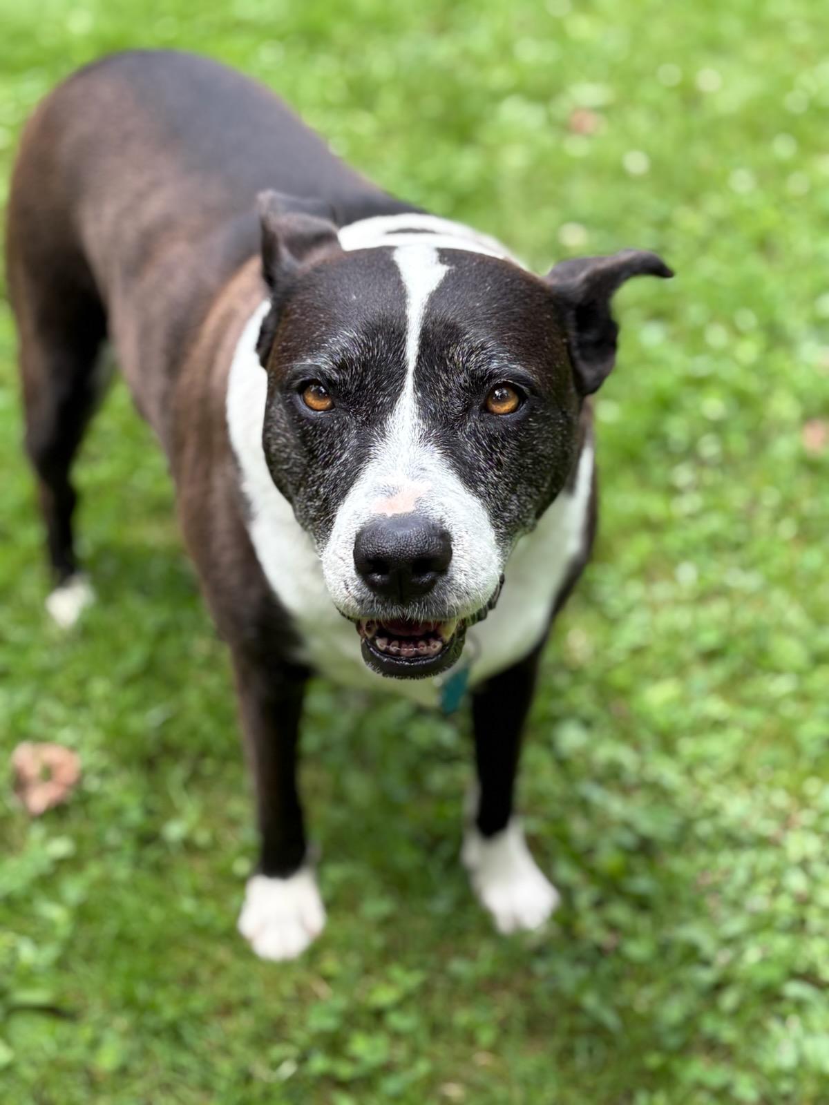 Frenchie, a Adoptable mixed breed in Stamford, CT image 5/6