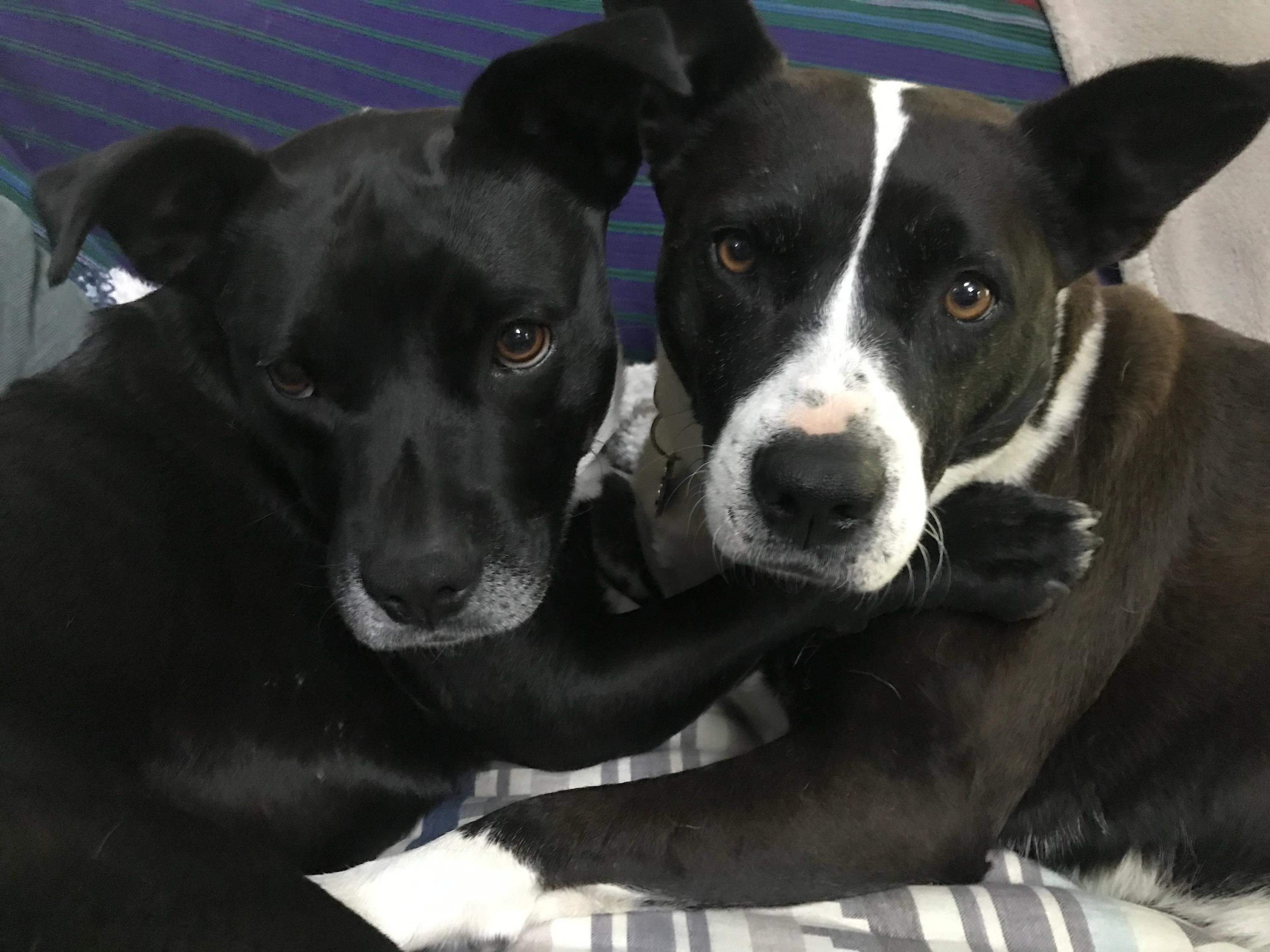 Frenchie, a Adoptable mixed breed in Stamford, CT image 6/6