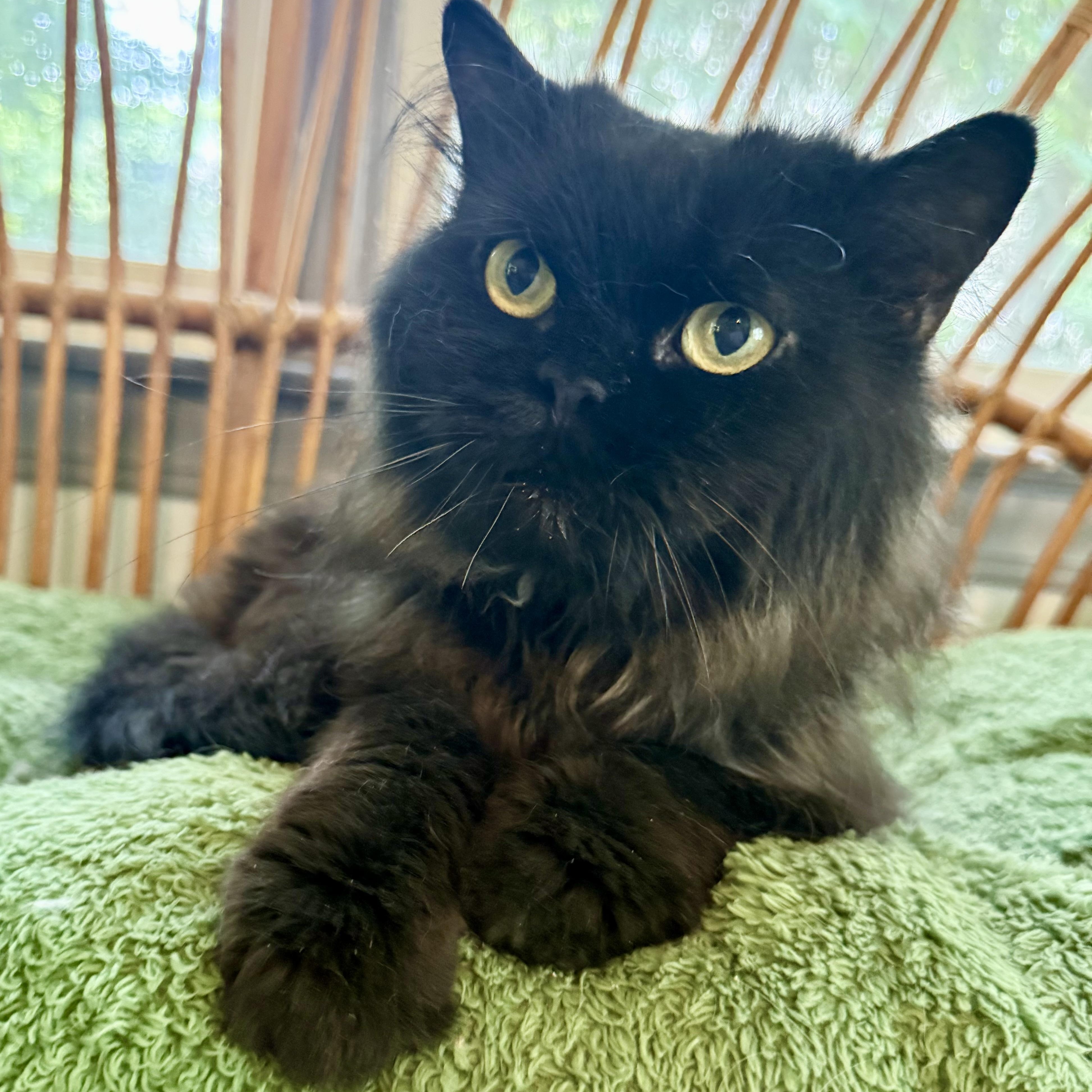 Blake - Loving Gentle thumbnail 3