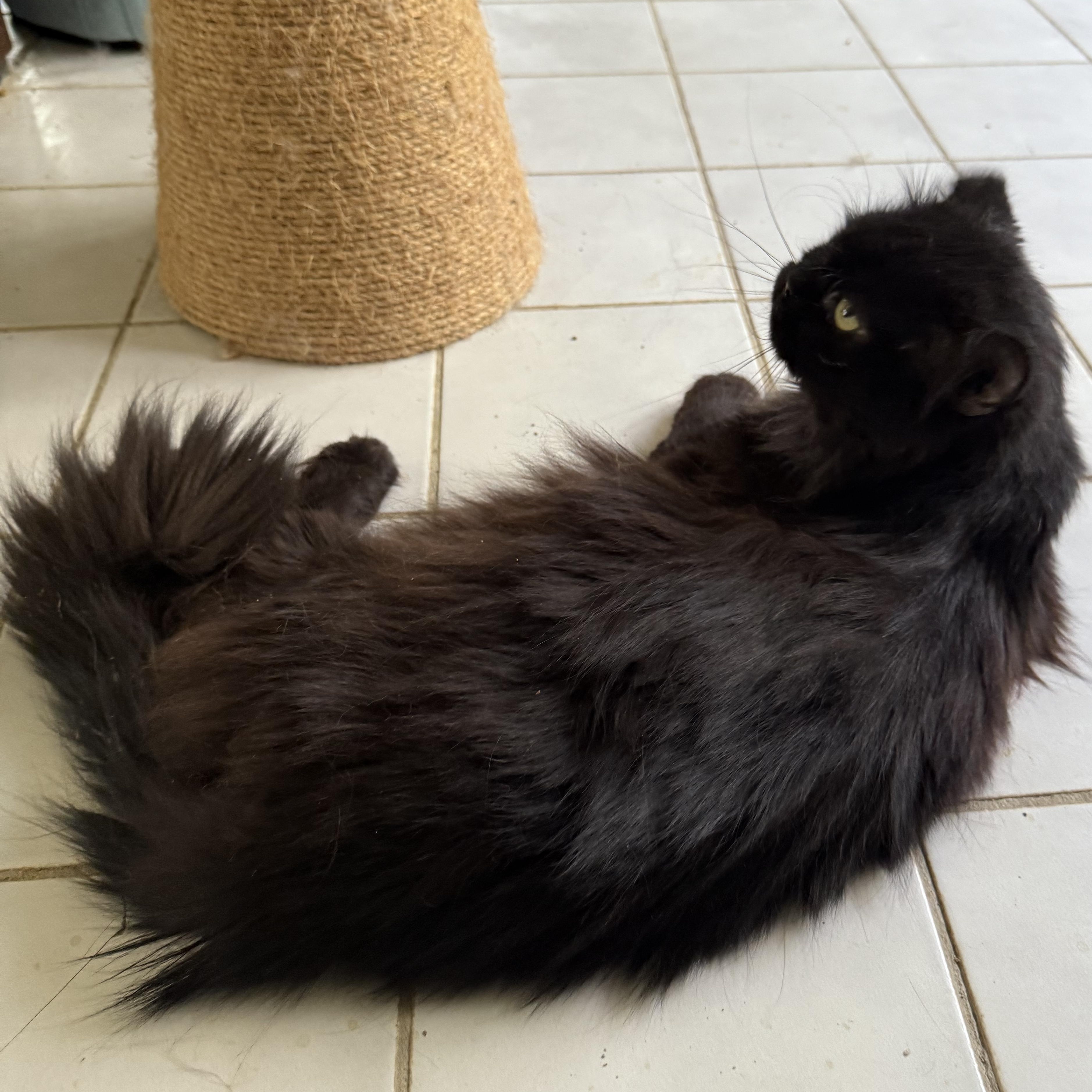 Blake - Loving Gentle thumbnail 5