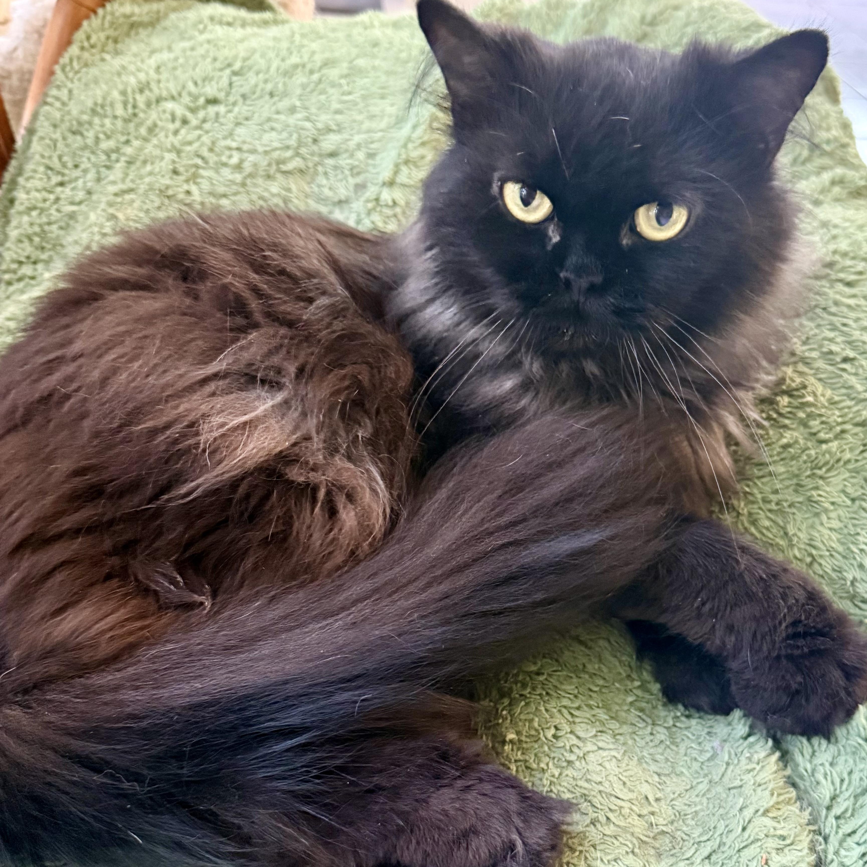 Blake - Loving Gentle thumbnail 2