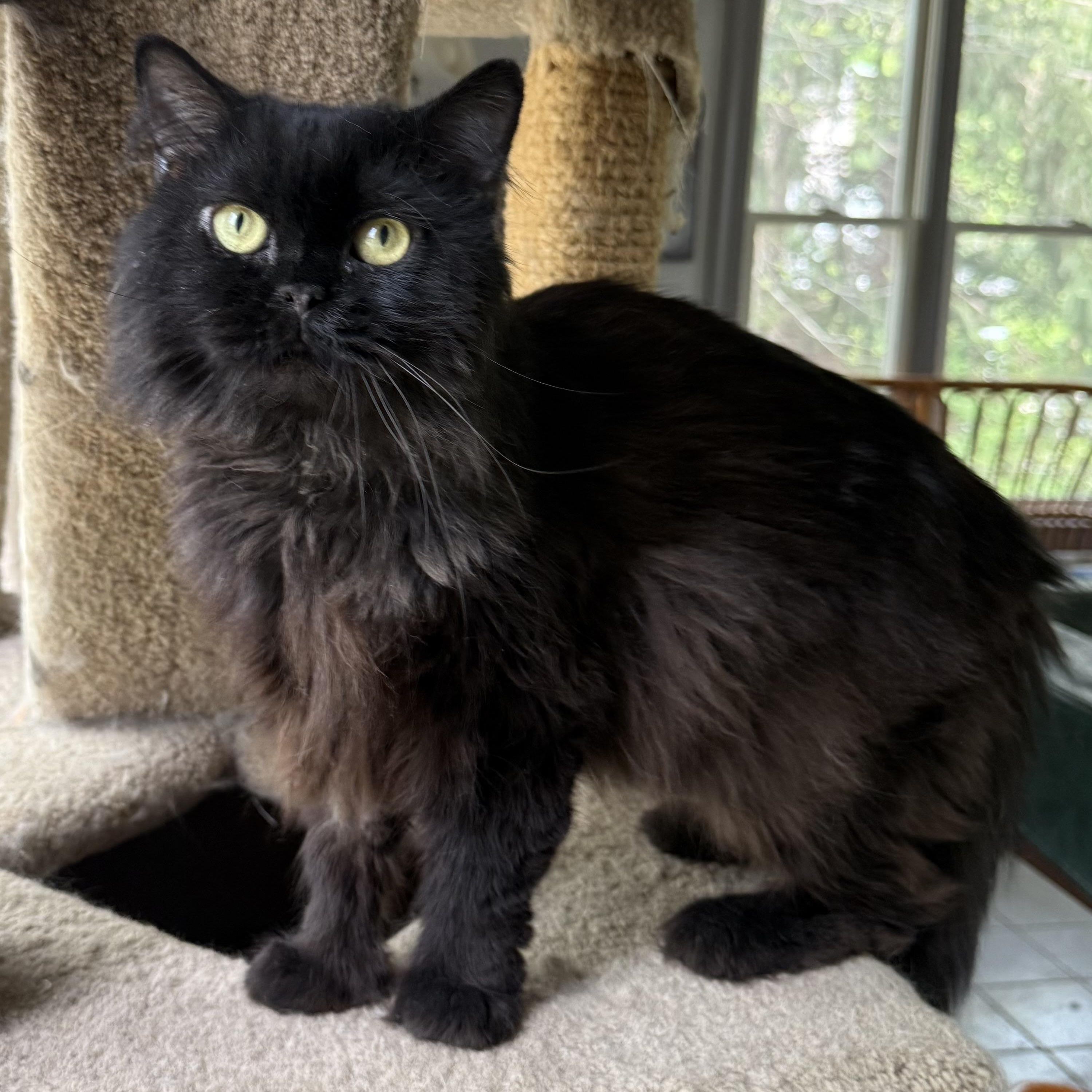 Blake - Loving Gentle thumbnail 4