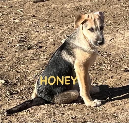 Honey - Sassy's pup, a Adoptable German Shepherd Dog in Jerome, ID image 2/4
