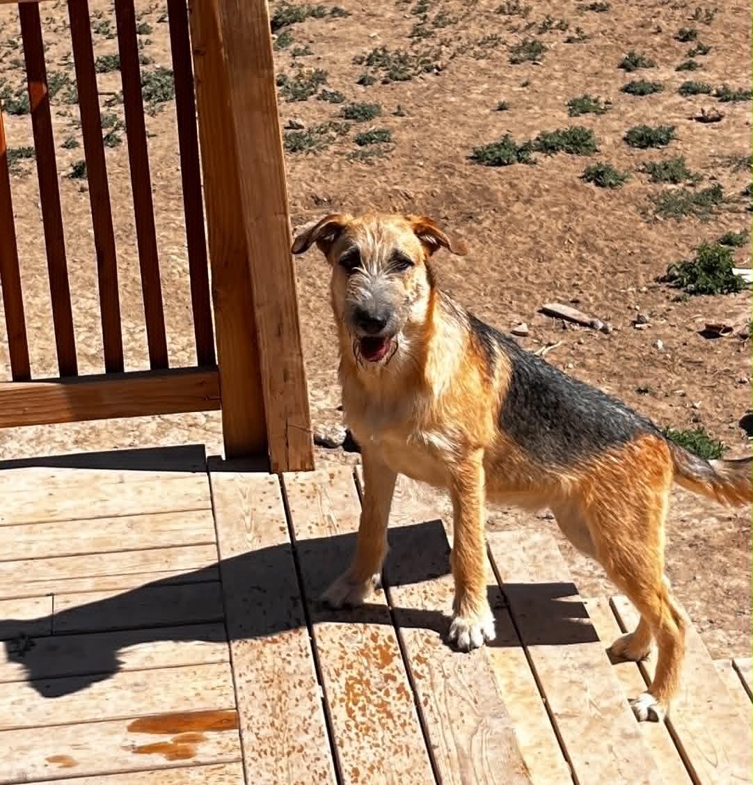 Honey - Sassy's pup, a Adoptable German Shepherd Dog in Jerome, ID image 3/4