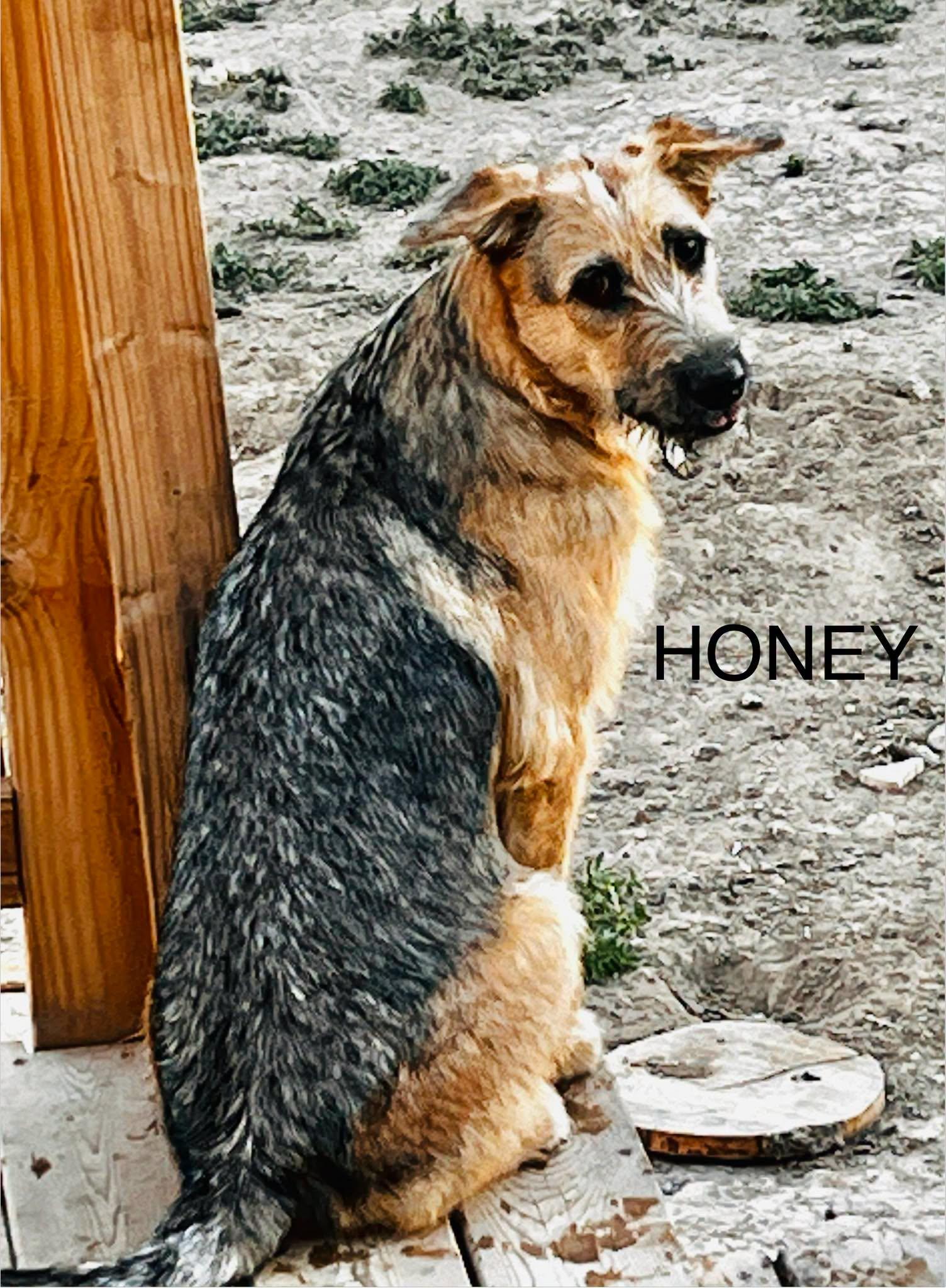 Honey - Sassy's pup, a Adoptable German Shepherd Dog in Jerome, ID image 4/4