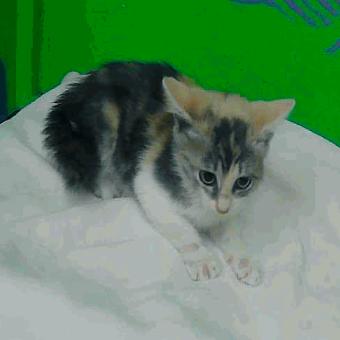 Bonita Houston, a Adoptable Domestic Short Hair in Denver, CO image 1/6