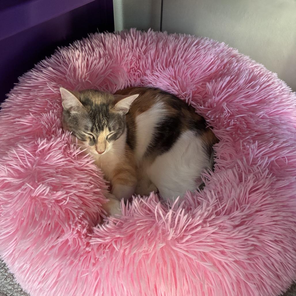 Bonita Houston, a Adoptable Domestic Short Hair in Denver, CO image 2/6