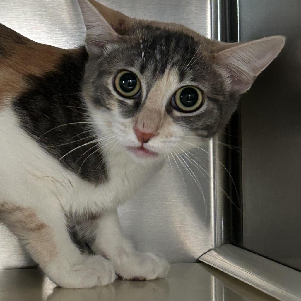 Bonita Houston, a Adoptable Domestic Short Hair in Denver, CO image 3/6