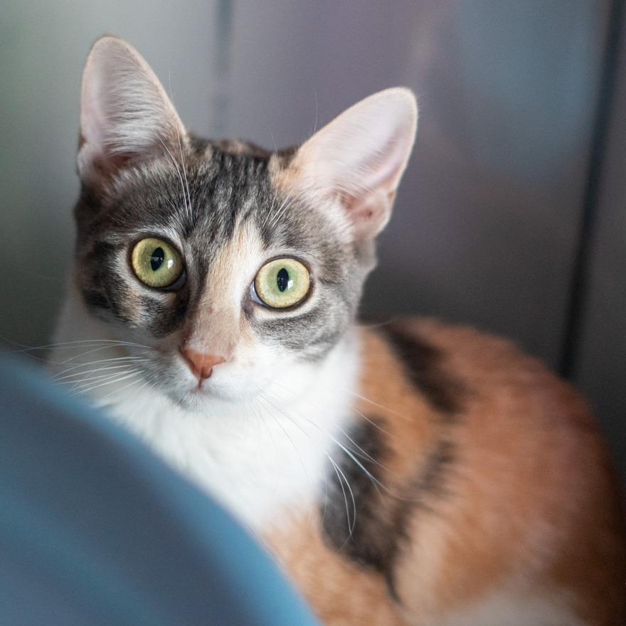 Bonita Houston, a Adoptable Domestic Short Hair in Denver, CO image 4/6