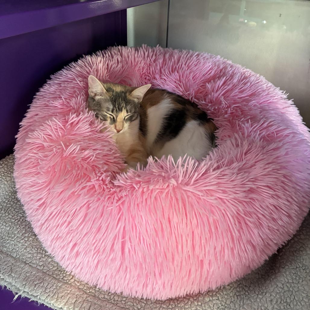 Bonita Houston, a Adoptable Domestic Short Hair in Denver, CO image 6/6