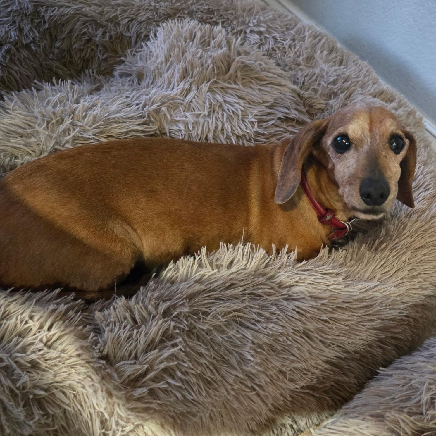 Enlarge Honey & Luna, a ADOPTABLE Dachshund in Bella Vista, AR image 2/3