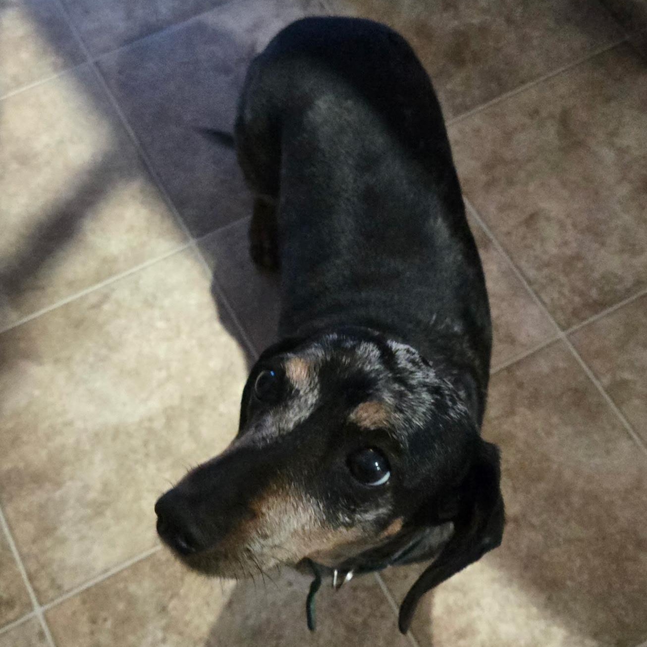Enlarge Honey & Luna, a ADOPTABLE Dachshund in Bella Vista, AR image 3/3