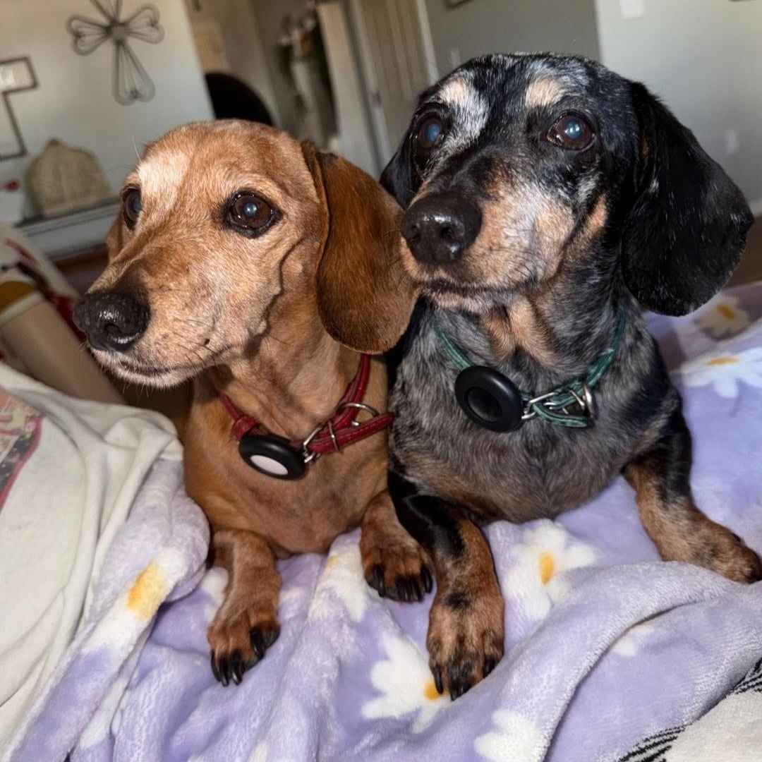 Honey & Luna, ADOPTABLE, Senior Female Dachshund.