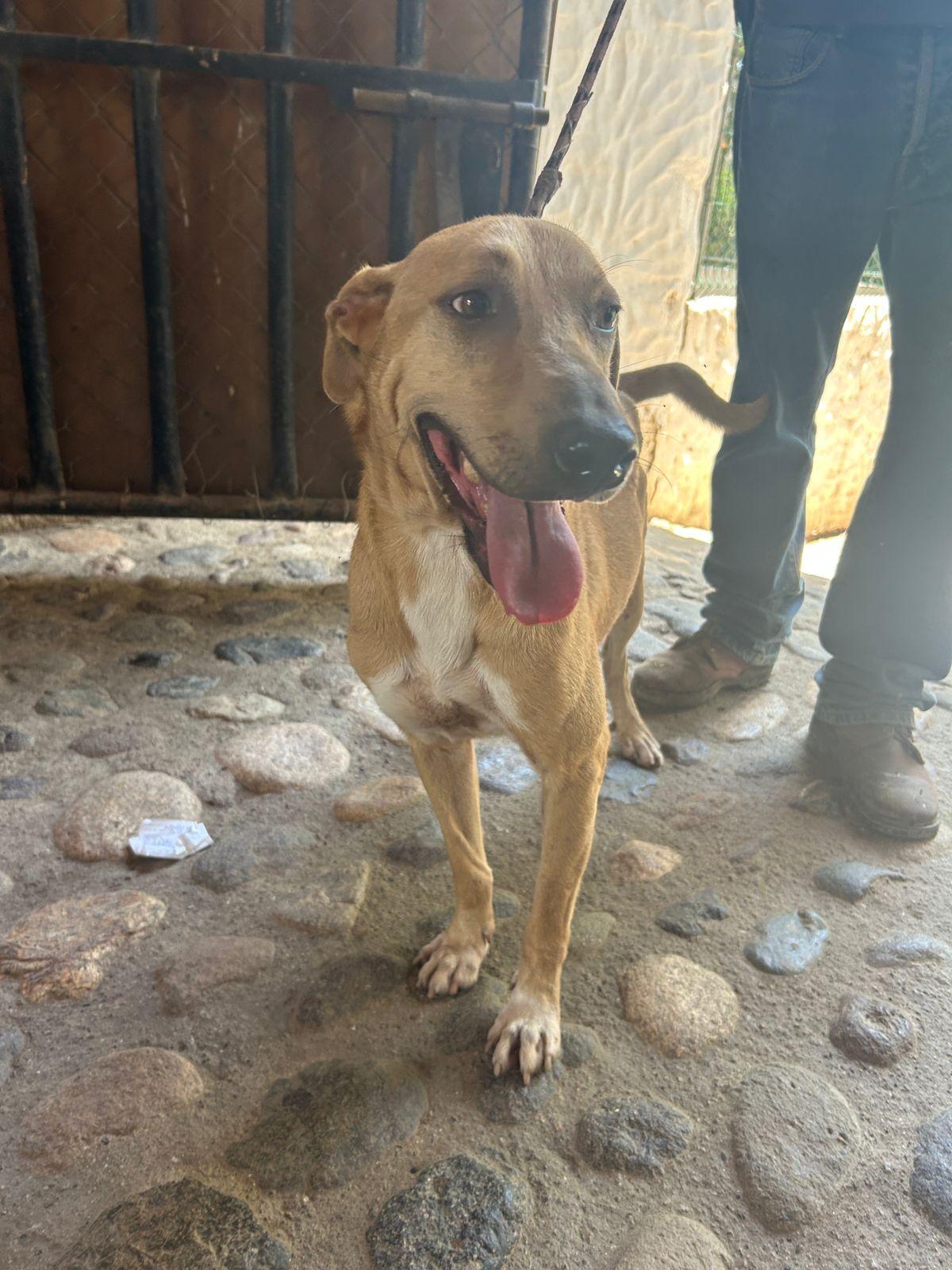 Enlarge Ringo, a Adoptable Mixed Breed in Bucerias, NAY image 3/6