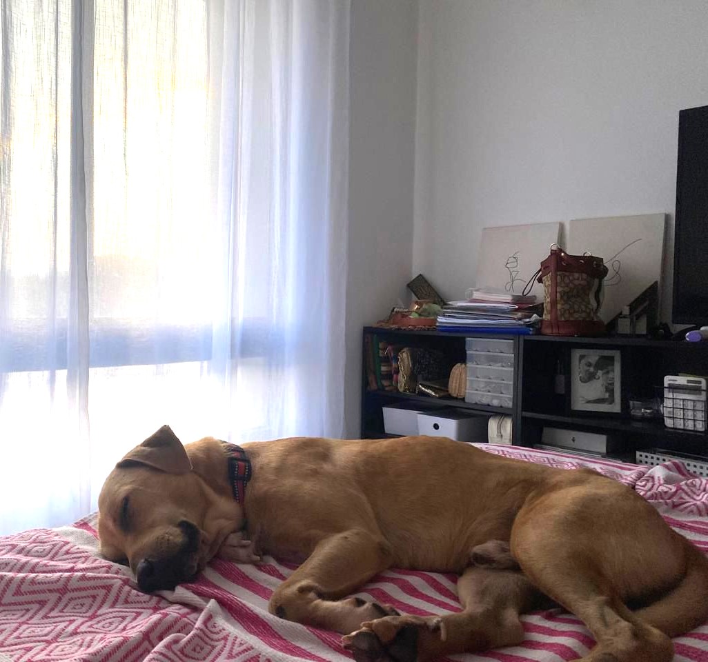 Enlarge Ringo, a Adoptable Mixed Breed in Bucerias, NAY image 5/6