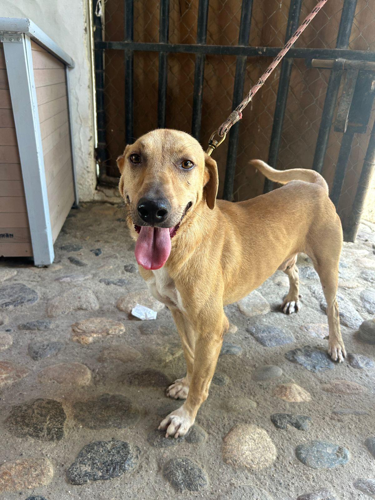 Ringo, Adoptable, Adult Male Mixed Breed.