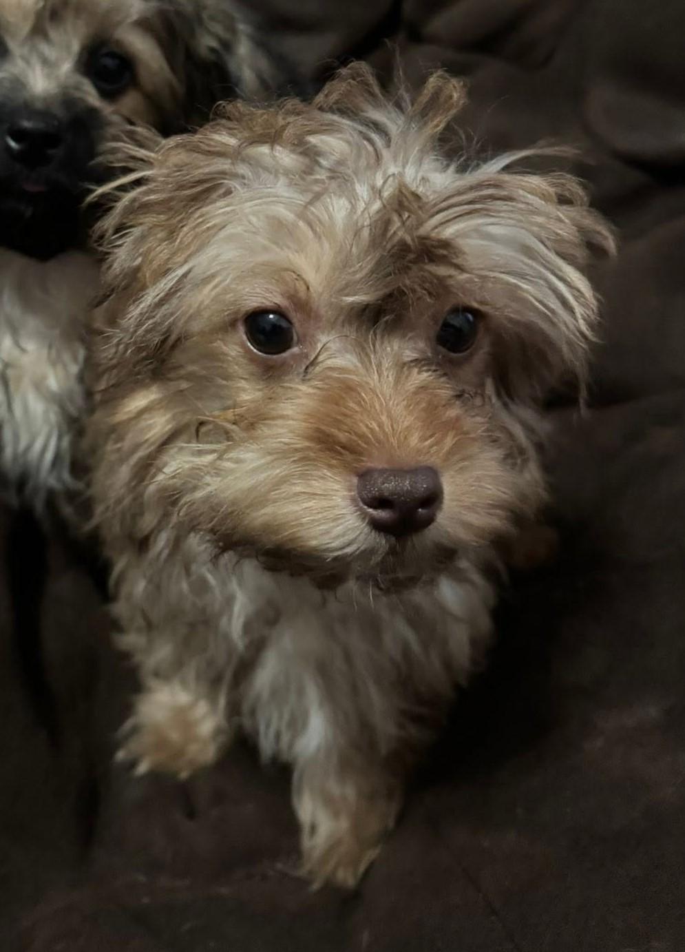 Ruby, an adopted mixed breed in Meridian, MS image 3/3