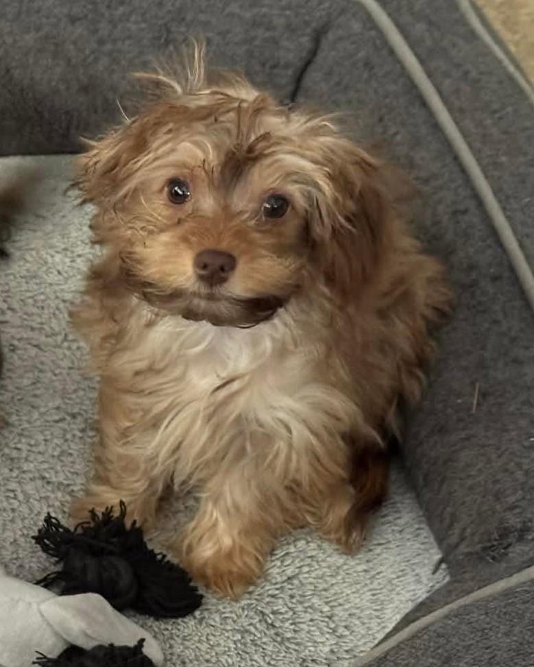 Ruby, an adopted mixed breed in Meridian, MS image 2/3