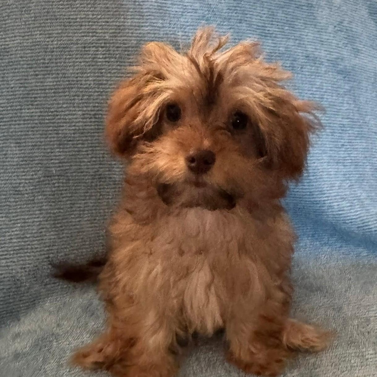 Ruby, adopted, Puppy Female Chihuahua & Poodle.