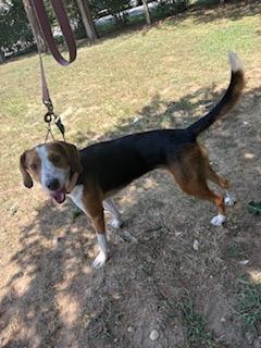 Cookie, an adoptable Foxhound, Harrier in Manhasset, NY, 11030 | Photo Image 3