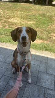 Cookie, an adoptable Foxhound, Harrier in Manhasset, NY, 11030 | Photo Image 1