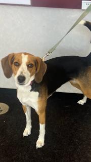 Cookie, an adoptable Foxhound, Harrier in Manhasset, NY, 11030 | Photo Image 5