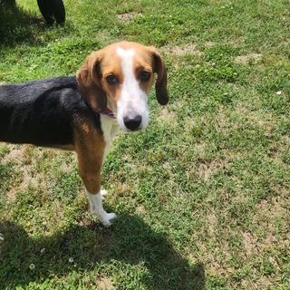 Cookie, an adoptable Foxhound, Harrier in Manhasset, NY, 11030 | Photo Image 4