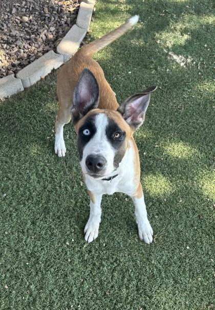 Enlarge Zelda, a ADOPTABLE mixed breed in Red Bluff, CA image 3/4