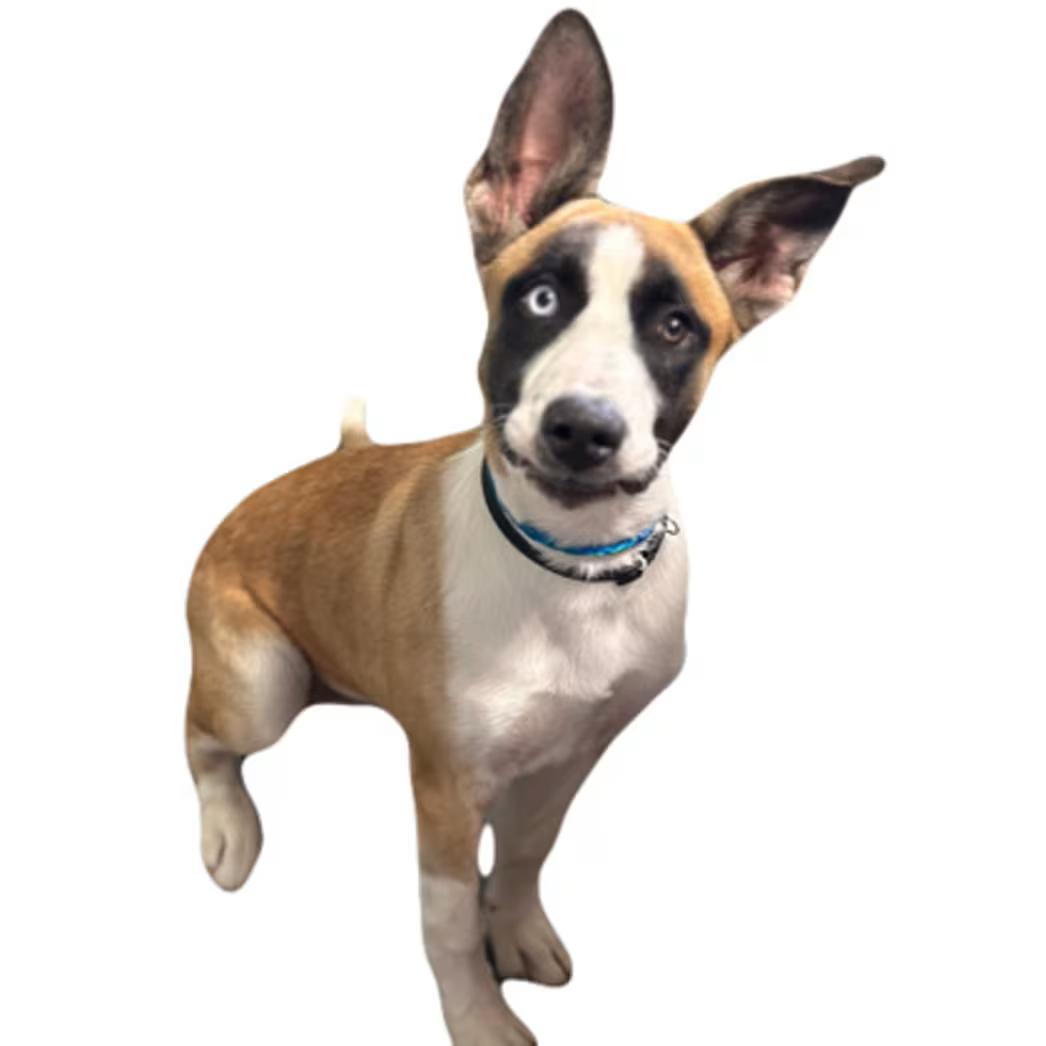 Enlarge Zelda, a ADOPTABLE mixed breed in Red Bluff, CA image 4/4