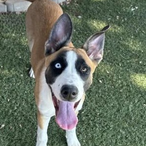Zelda, ADOPTABLE, Puppy Female Shepherd.