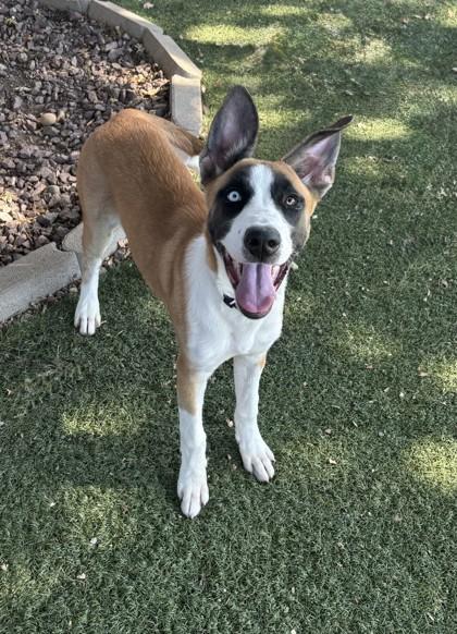 Enlarge Zelda, a ADOPTABLE mixed breed in Red Bluff, CA image 2/4