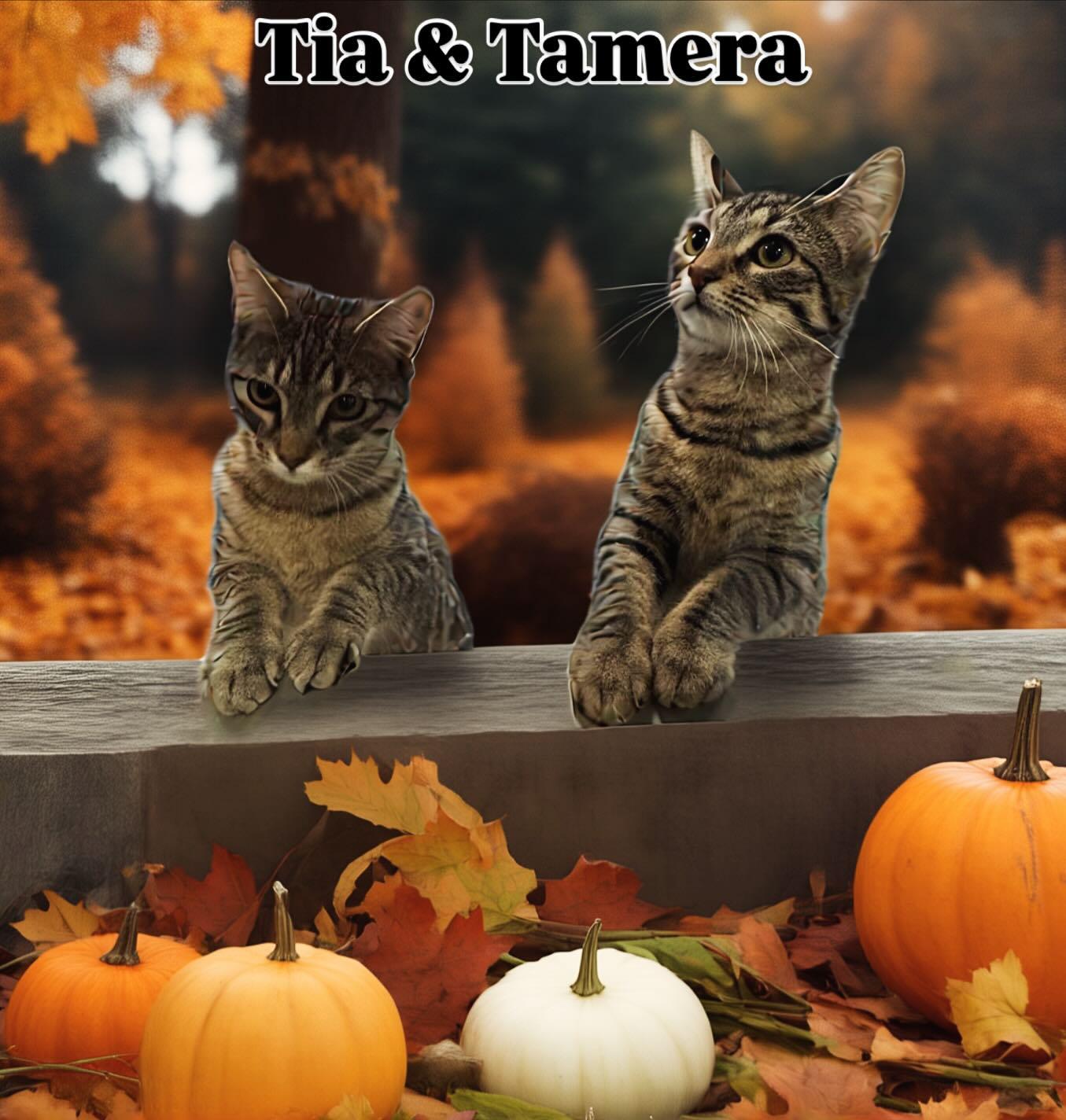 Enlarge Tia & Tamera, a Adoptable Domestic Short Hair in Central Islip, NY image 1/1