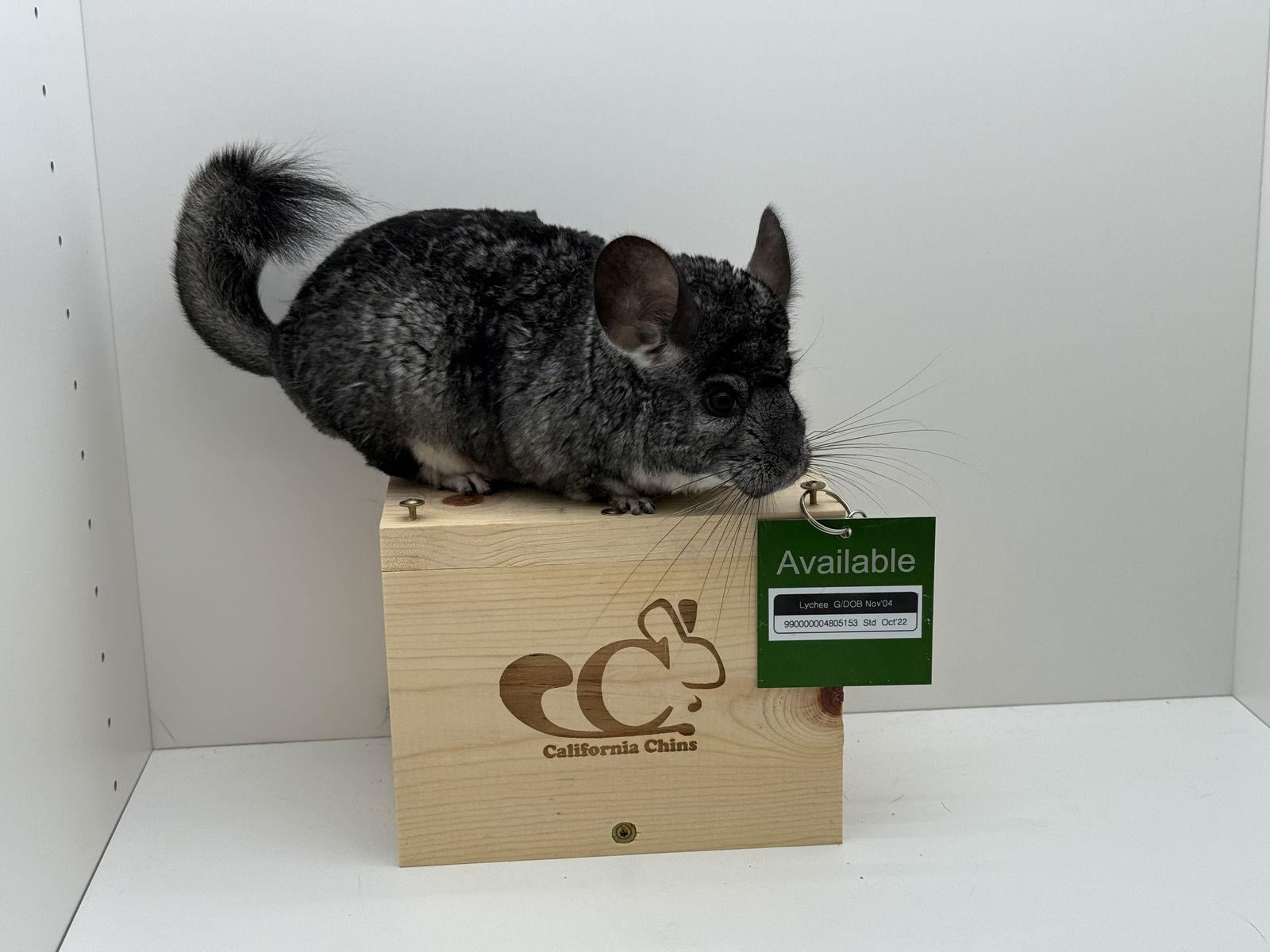 Lychee, Adoptable, Senior Female Chinchilla.
