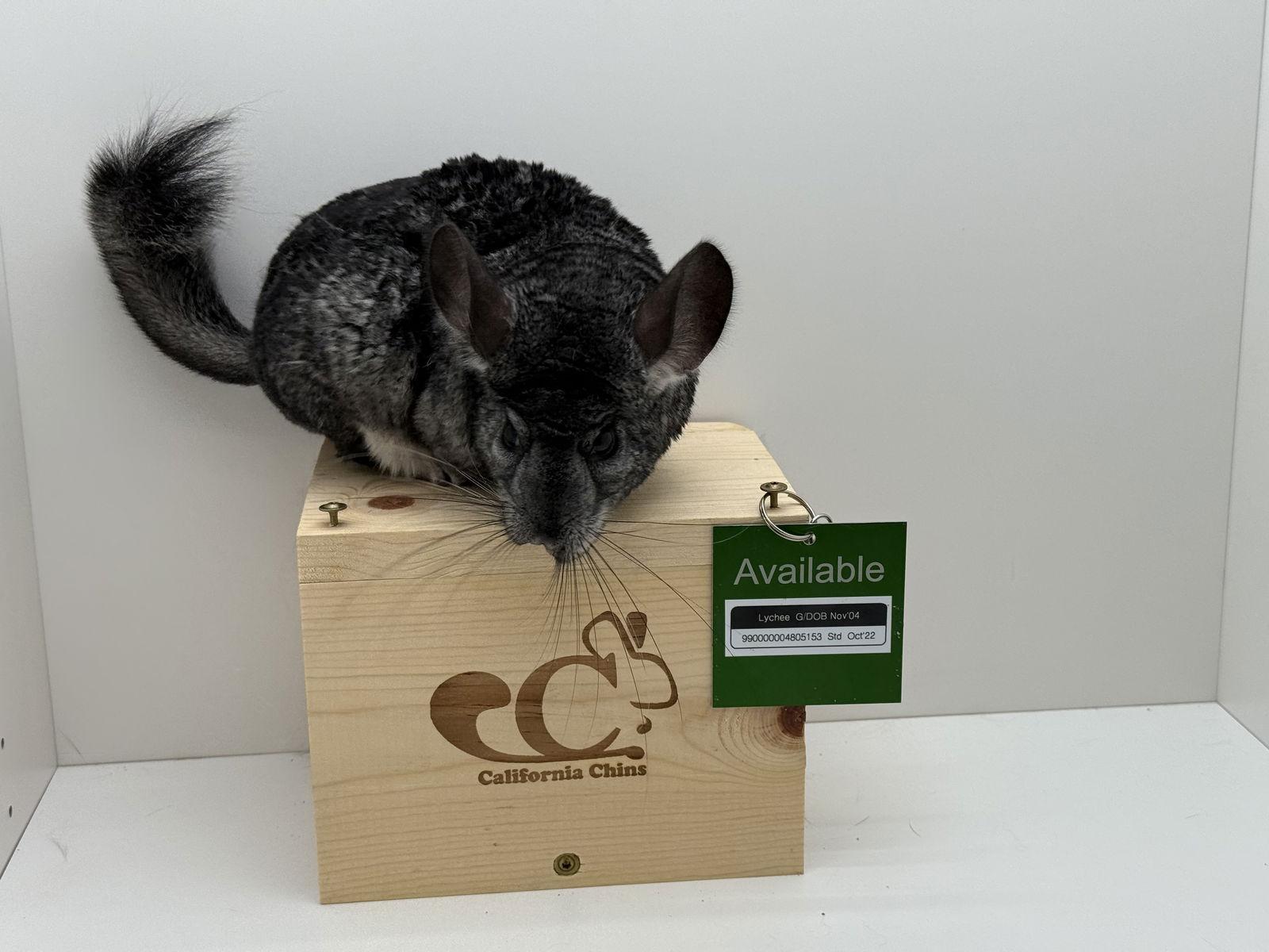 Enlarge Lychee, a Adoptable Chinchilla in Sunnyvale, CA image 3/3