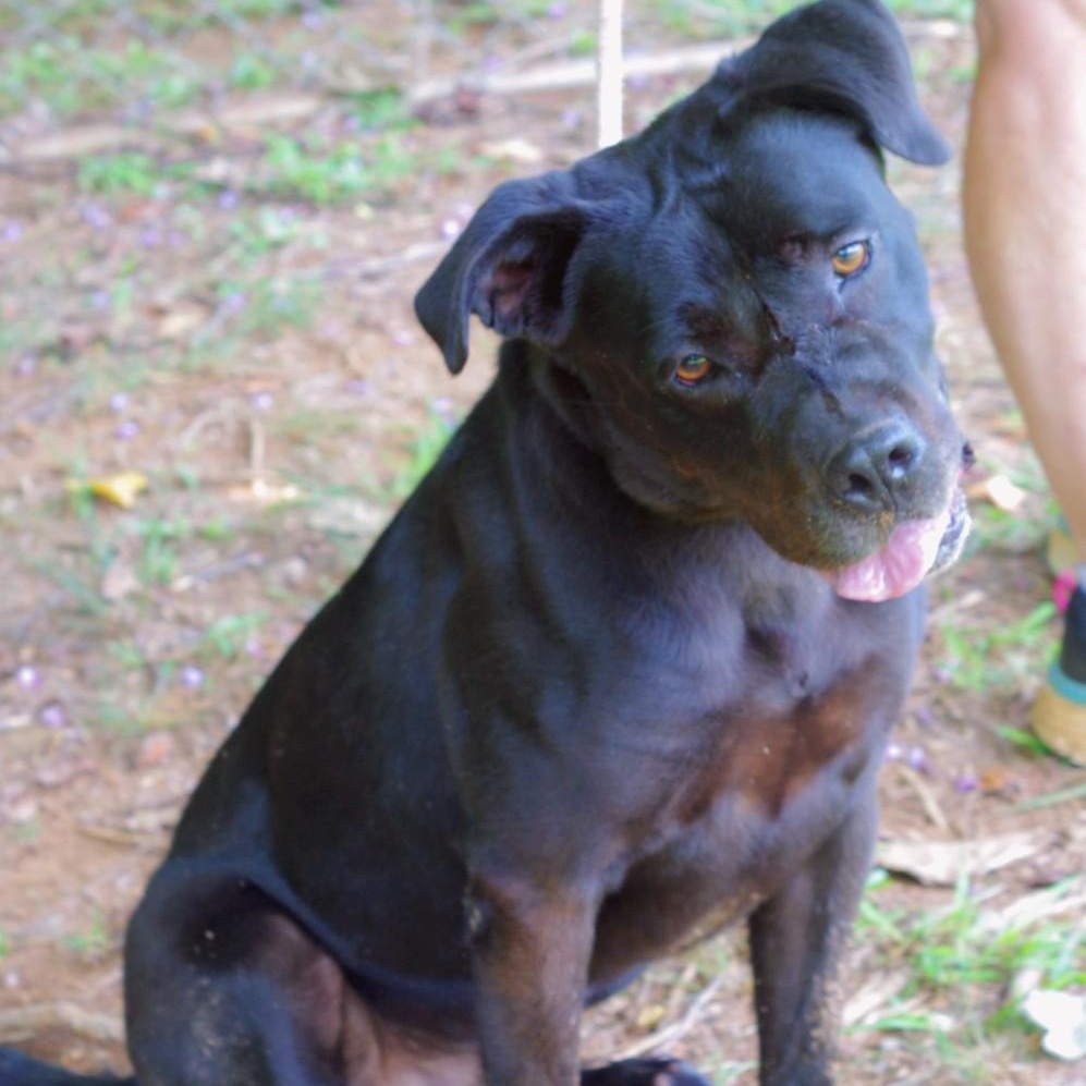 Clyde, a Adoptable mixed breed in Sautee Nacoochee, GA image 1/3
