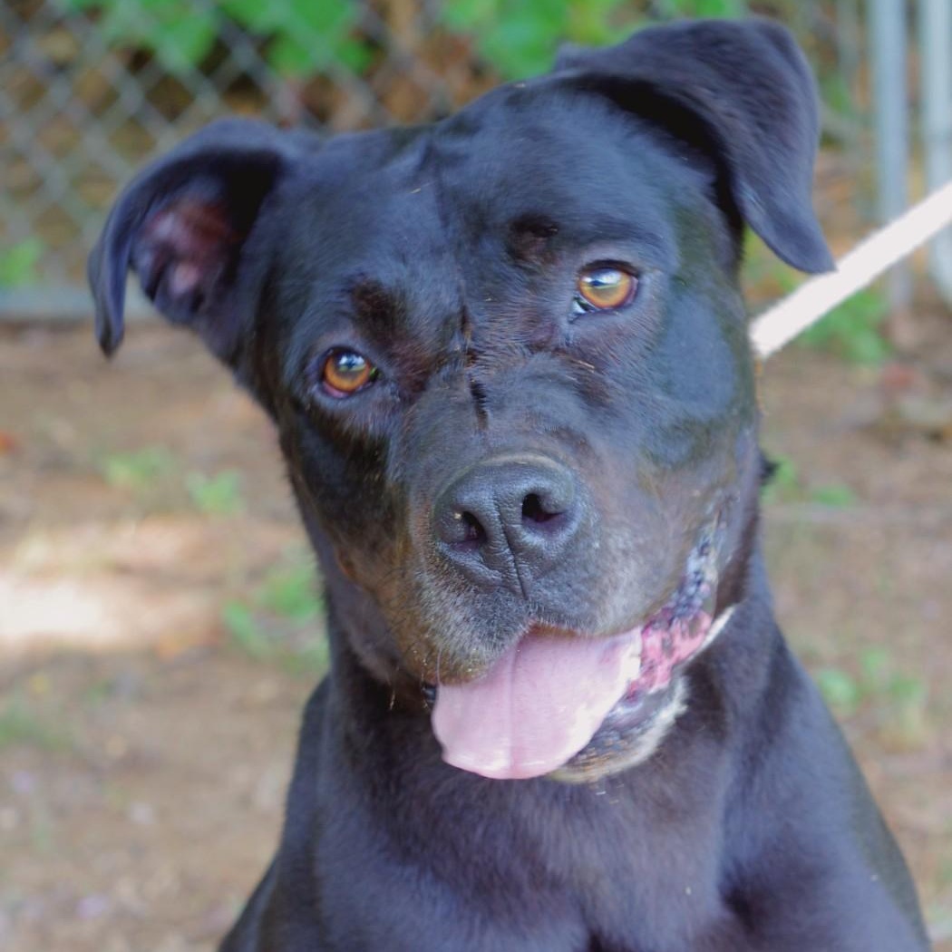 Clyde, a Adoptable mixed breed in Sautee Nacoochee, GA image 2/3