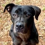 Clyde, a Adoptable mixed breed in Sautee Nacoochee, GA image 3/3
