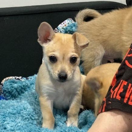 Hunter Powell, Adoptable, Puppy Female Chihuahua.