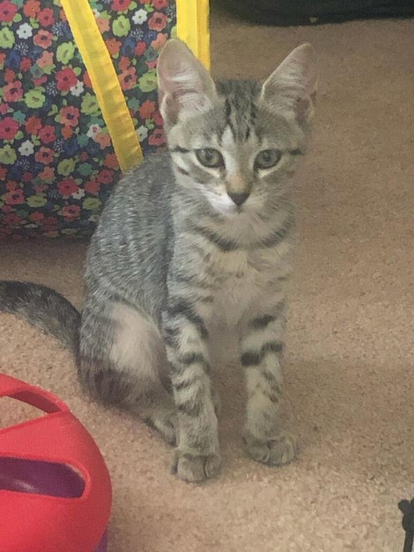 Enlarge Bandit, a Adoptable Domestic Short Hair in Delran, NJ image 1/3