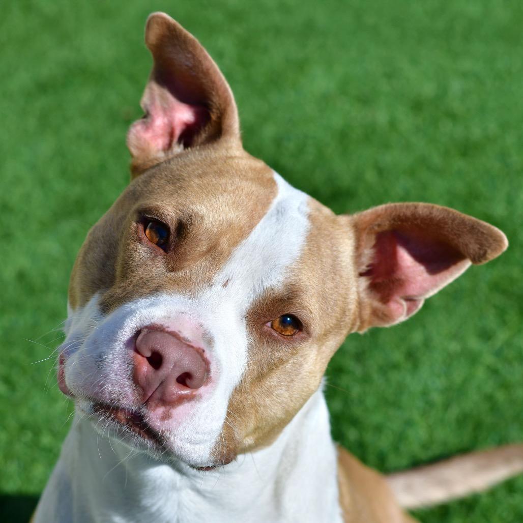 Pork Rind, Adoptable, Adult Male Pit Bull Terrier.