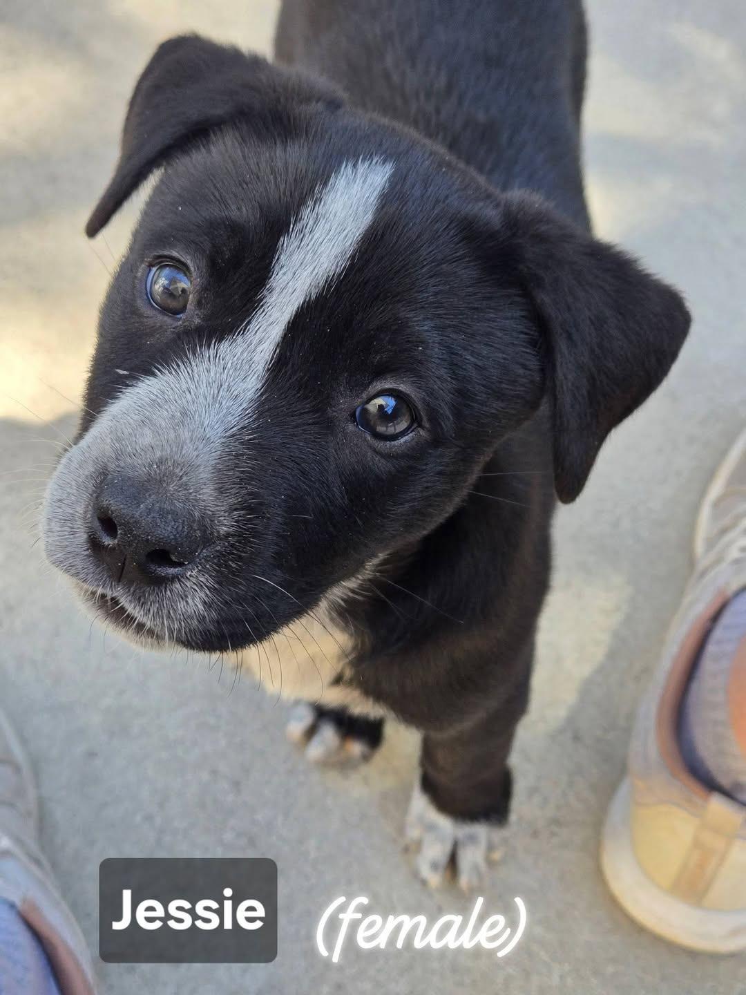 Enlarge Jessie, an adopted Mixed Breed in Cape Coral, FL image 1/3