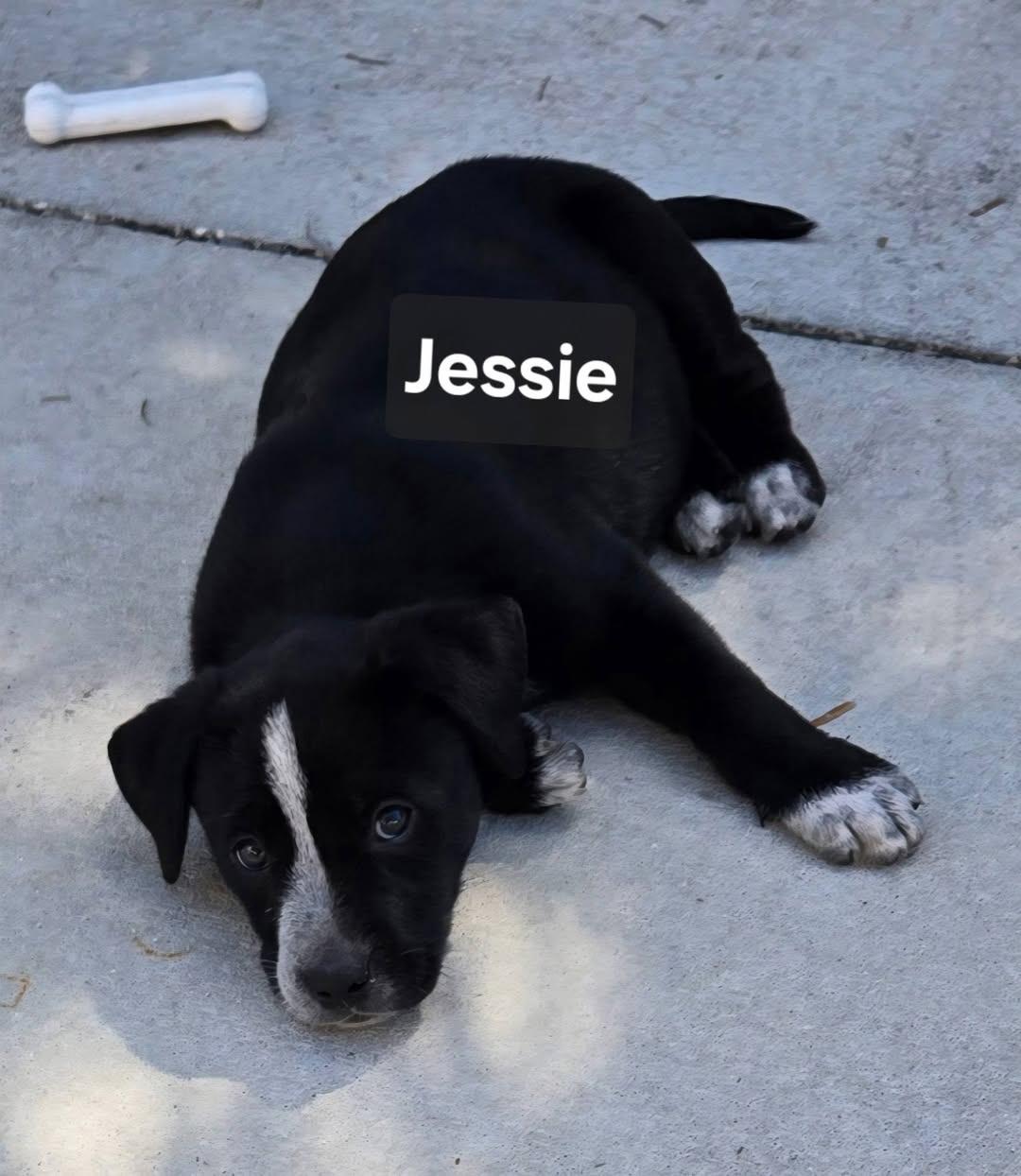Enlarge Jessie, an adopted Mixed Breed in Cape Coral, FL image 2/3