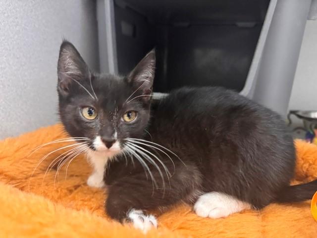 BRAILLE, Adoptable, Kitten Male Domestic Short Hair.