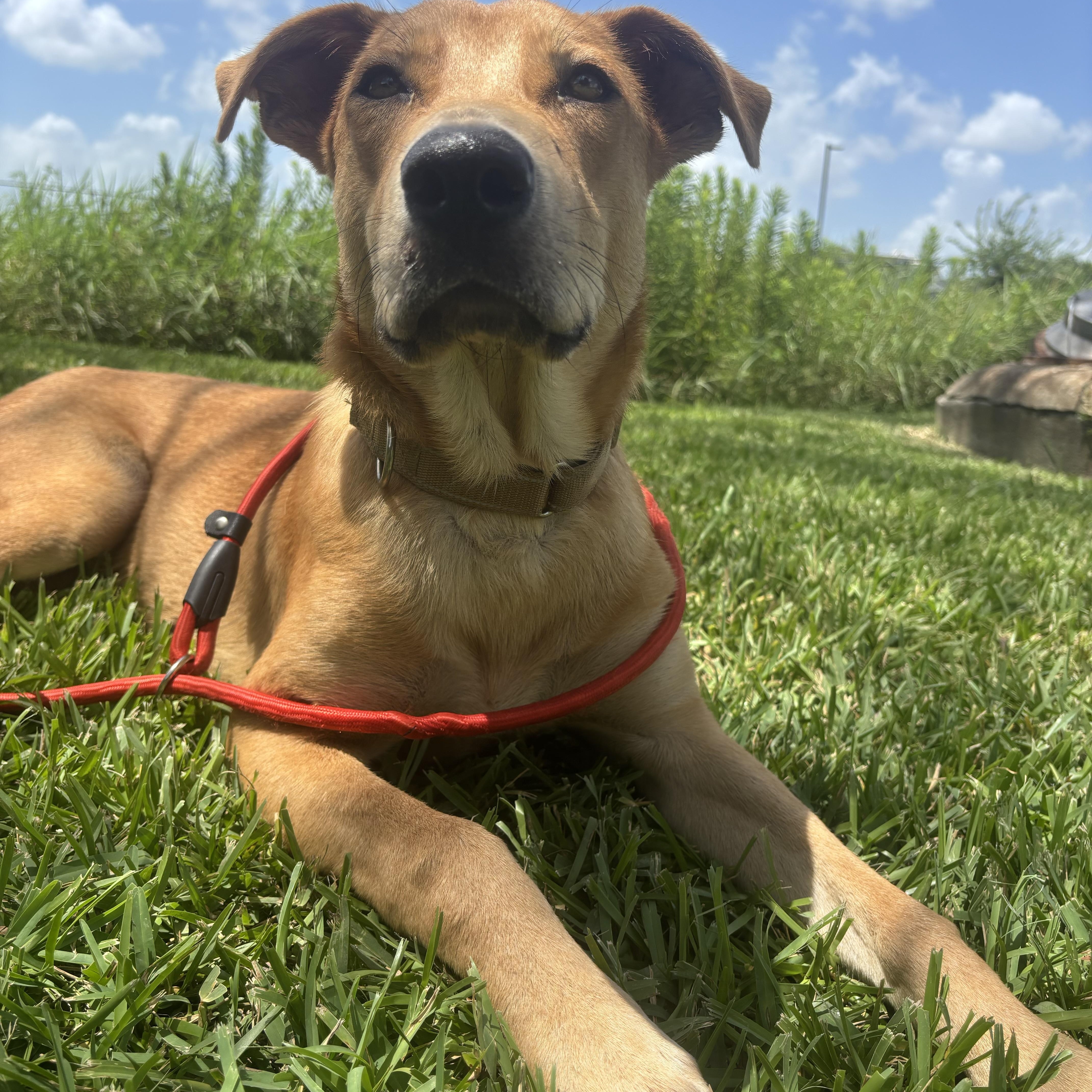 Miles, an adopted Mixed Breed in Winchester, VA image 5/5